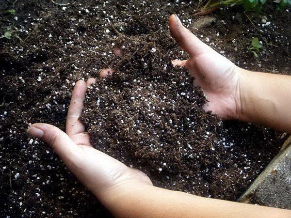 de zuurgraad van de bodem neutraliseren met zuiveringszout