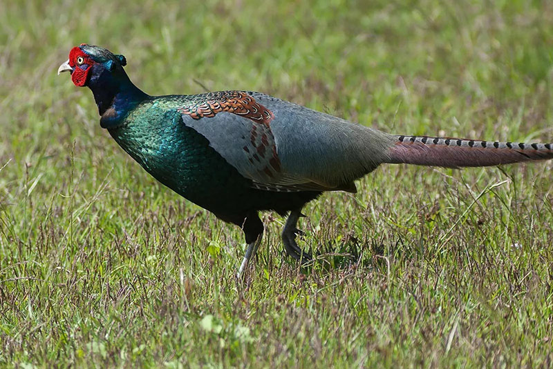 groene fazant in de natuur