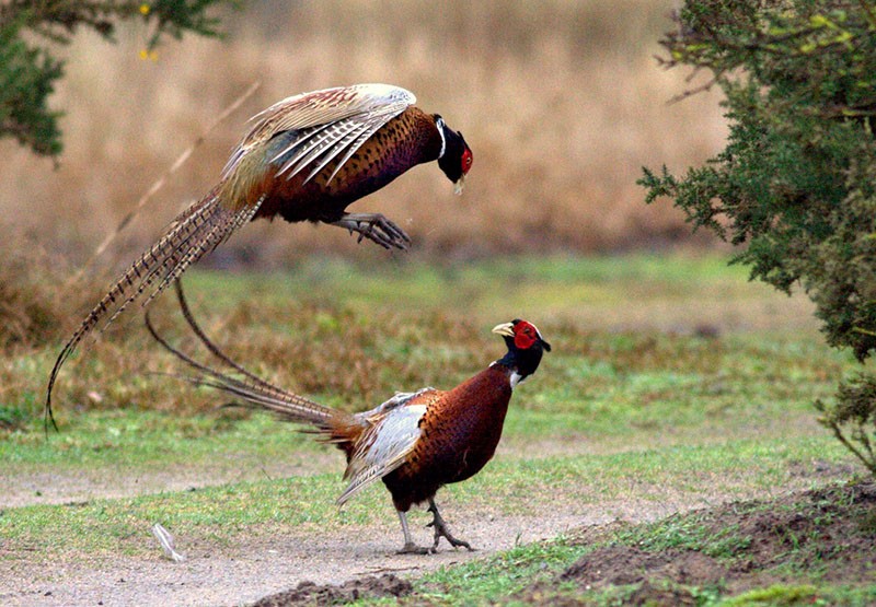 fazanten in de natuur