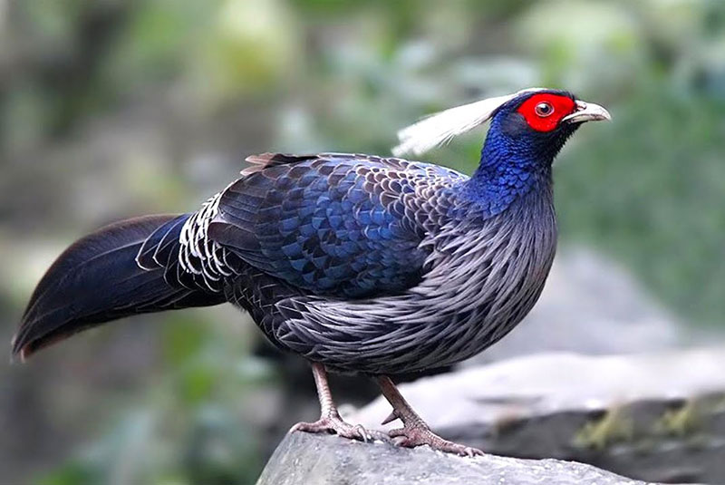 white-headed himalaya fazant