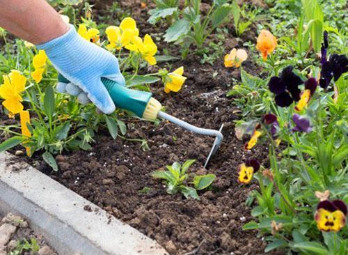 Zorg voor driekleurige viooltjes in een bloembed