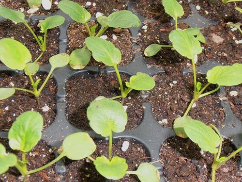 Nog even en de planten kunnen in de volle grond geplant worden.