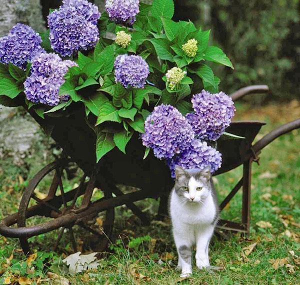 weelderige hortensia bloei