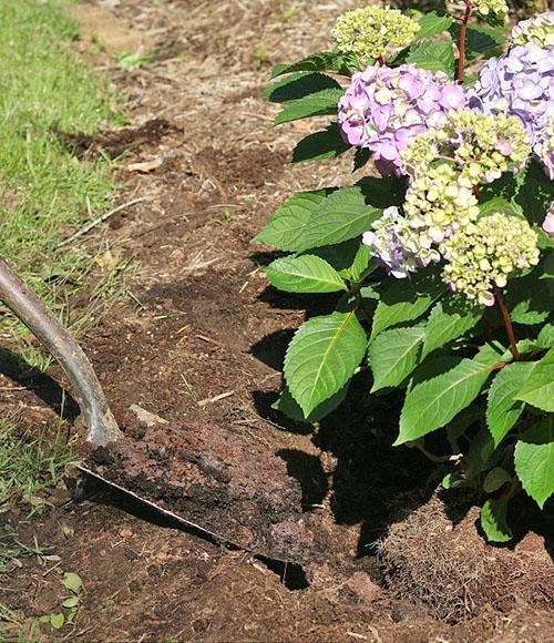 afwerken hortensia planten