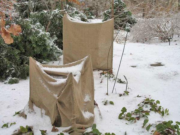 hortensia bescherming in de winter