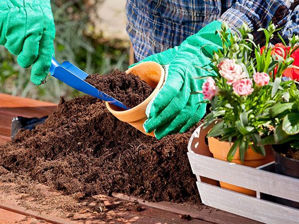 voorbereiding van grond voor abelia