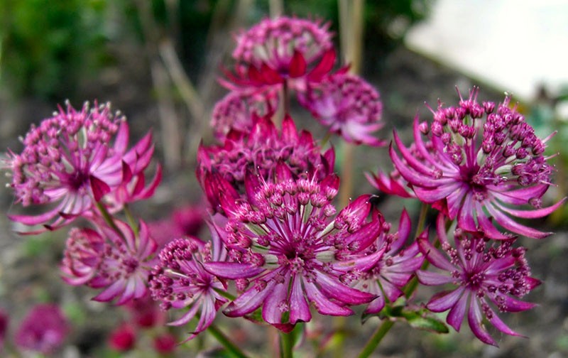 astrantia venis