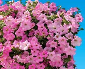 ampel petunia