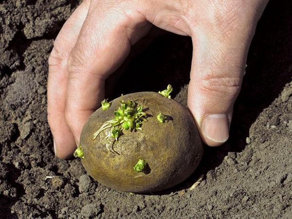 aardappelen planten