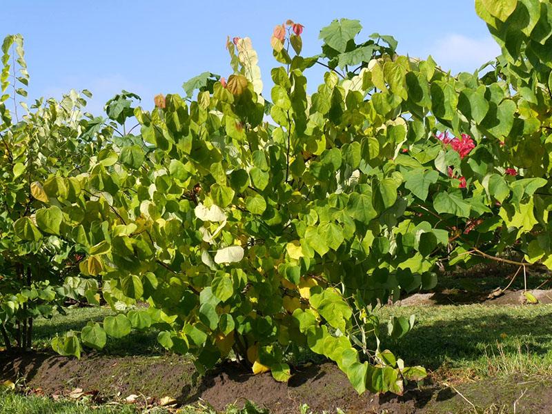 de plant heeft kroonvorming nodig