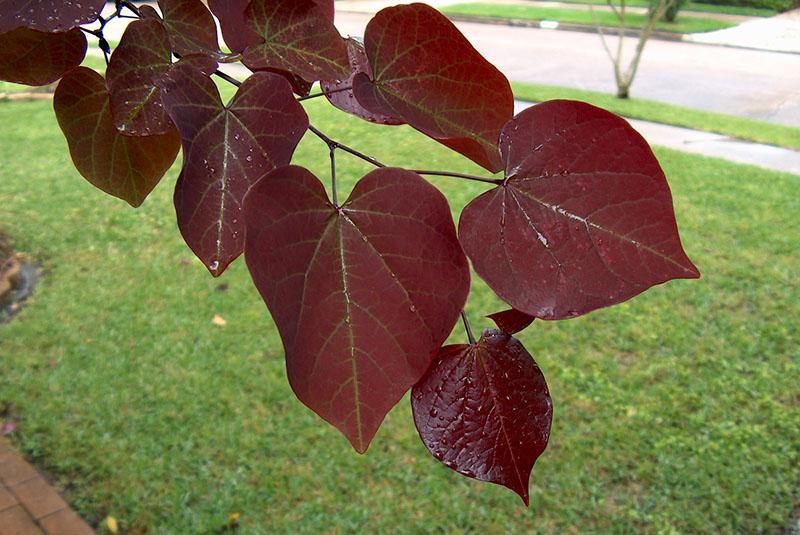 Bosviooltje cultivar