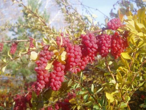 berberis muntvormig