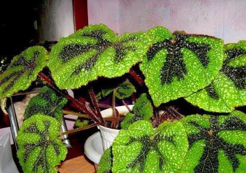 Mason's begonia-foto's