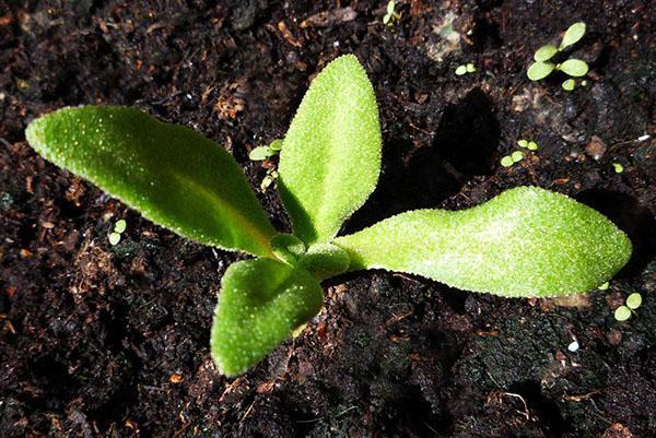 kamille tuinzaden planten