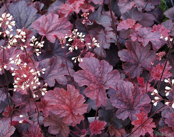 Heuchera Cajun Fire