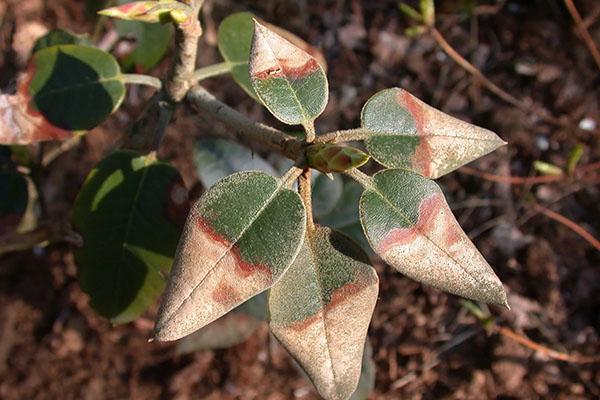 rot op rododendron