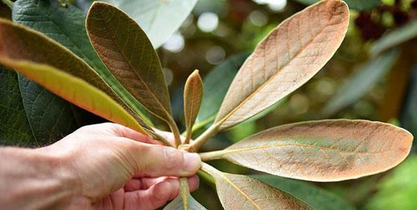 rododendron bladeren worden geel