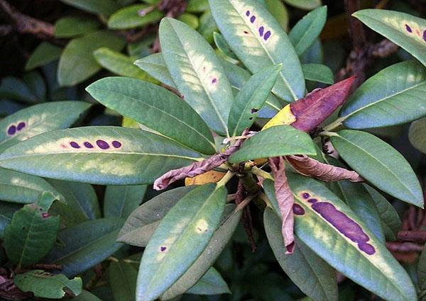 veel voorkomende rododendronziekten