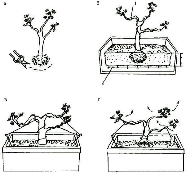 formiranje bonsai bora