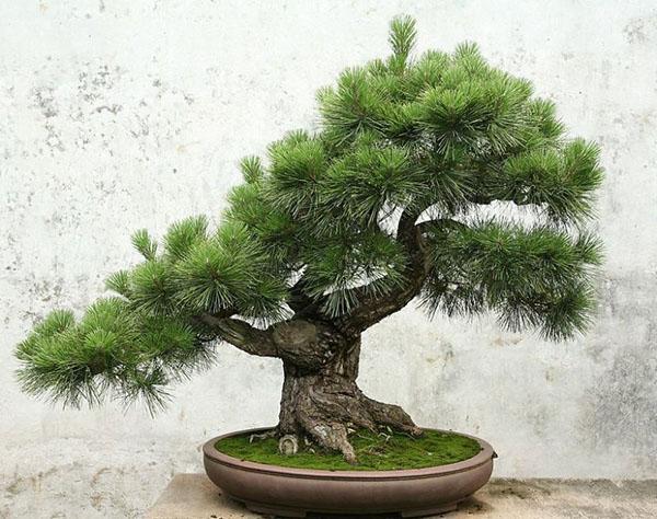 posebna zdjela za bonsai od bora