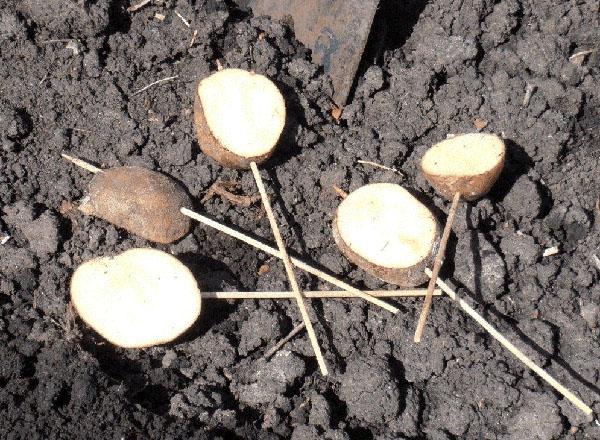 aardappelknollen als lokaas