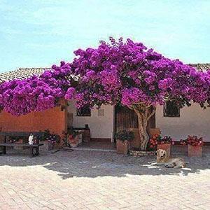 Woondecoratie - bougainvillea