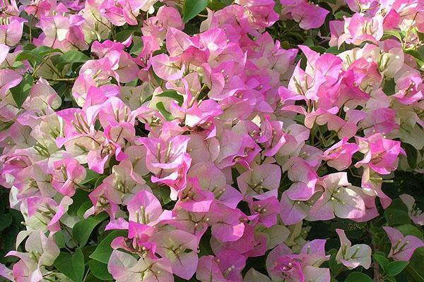 Bougainvillea bloeit