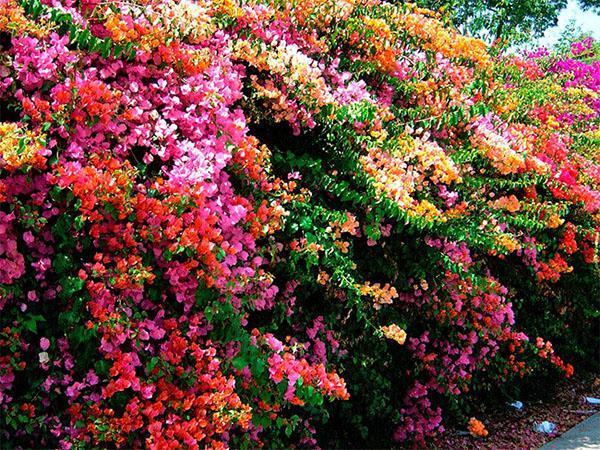 Bougainvillea in landschapsontwerp