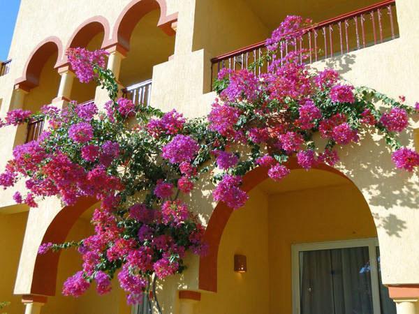 Snelgroeiende bougainvillea plant