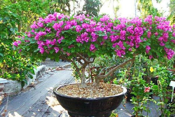 Bougainvillea kroonvorming