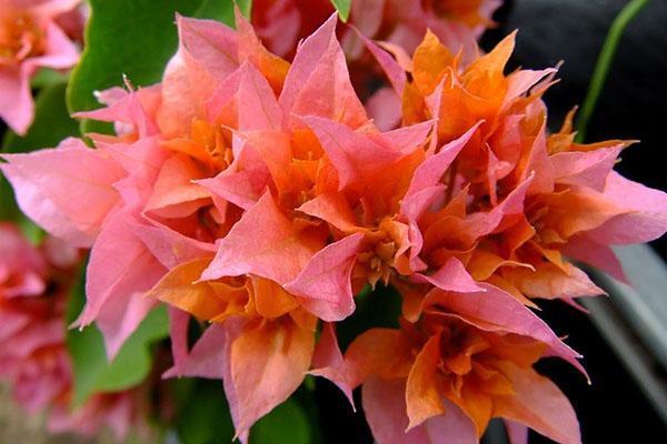 Gebruik warm water om bougainvillea water te geven