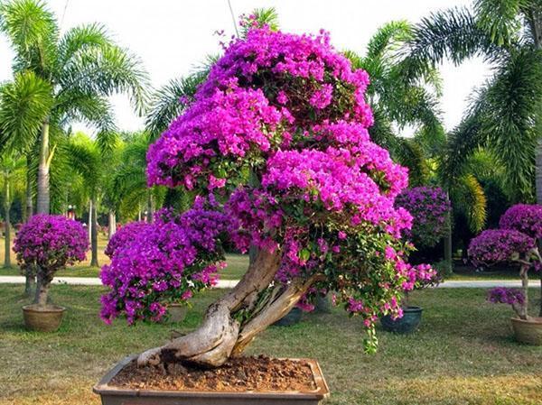 Bougainvilles kweken in containers