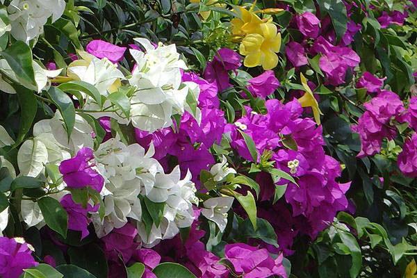 Veelkleurige bougainvillea-composities