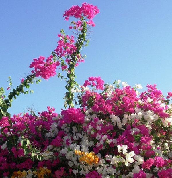 Bloeiende bougainville