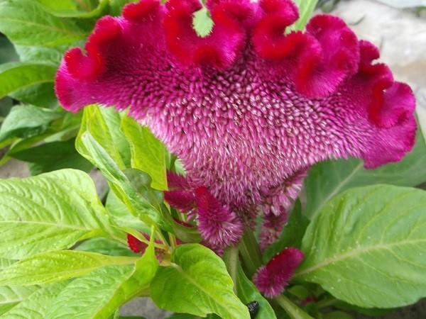 geveerde celosia