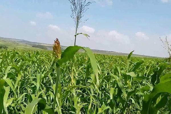 sorghum veld