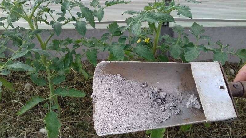 houtas voor het voeren van tomaten