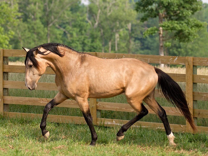 een dun paard voor de edelen en de rijken