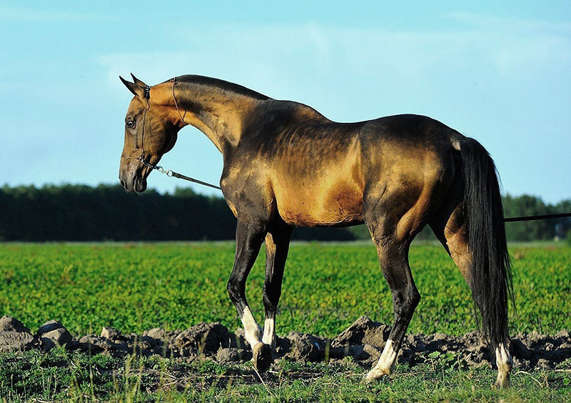 donkerbruine kleur