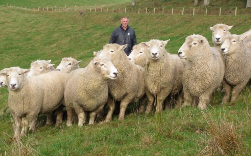 beschrijving van schapenras Romney Marsh