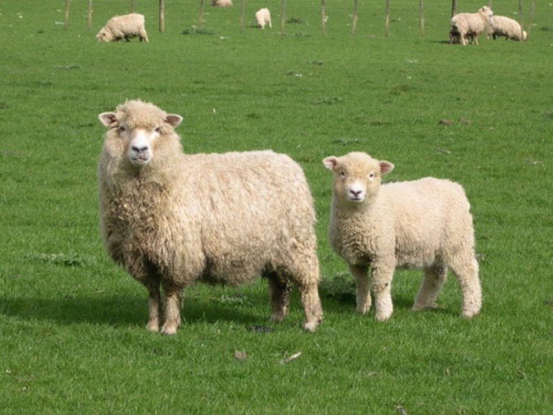 schapen productiviteit romney marsh