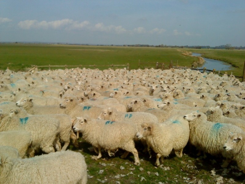 kenmerken van het houden van schapen romney marsh