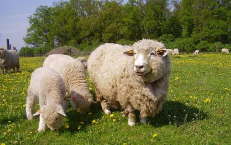 Voordelen van Romney Marsh schapen