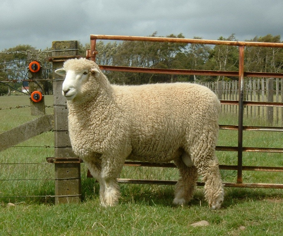 schapenras romney marsh