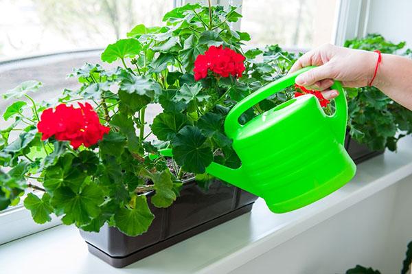 geraniums voeden met folkremedies