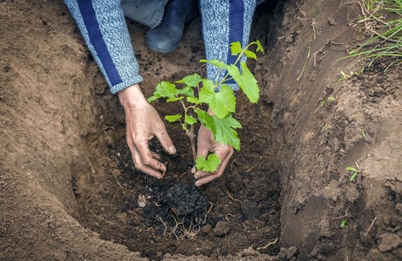 een zaailing planten