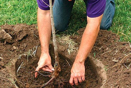 Het correct planten van een appelboom is een garantie voor een toekomstige oogst