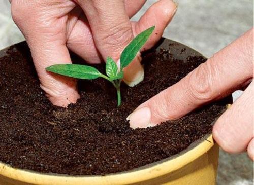 transplantatie met een verdieping van de stengel