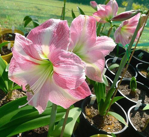 Hippeastrum bloeit