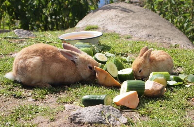 sočna hrana za zečeve